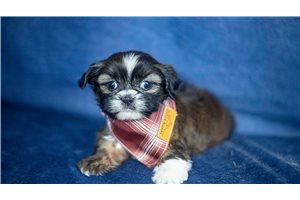 Iggy - Shih Tzu for sale