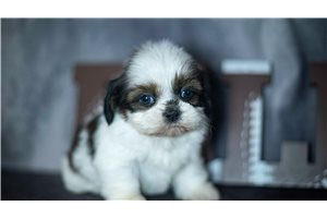 Inky - puppy for sale