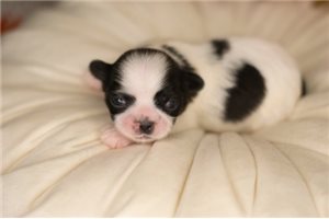 Silas - Shih Tzu for sale
