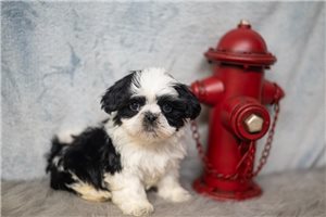 Cannon - Shih Tzu for sale