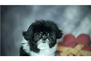 Rhodes - Shih Tzu for sale
