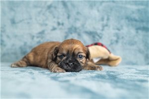 Chase - Shih Tzu for sale