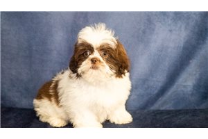 Paityn - puppy for sale