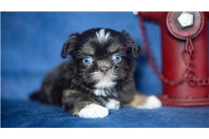 Ivan - Shih Tzu for sale