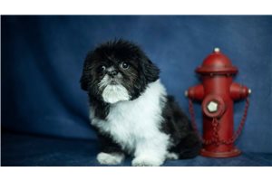 Rhodes - Shih Tzu for sale