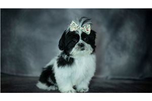 Rumi - Shih Tzu for sale