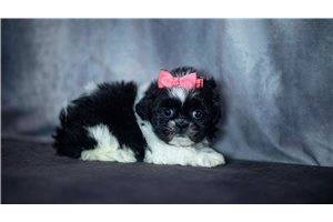 Bella - Shih Tzu for sale
