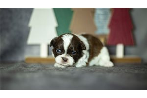 Bryer - Shih Tzu for sale