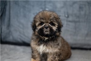 Ryker - Shih Tzu for sale