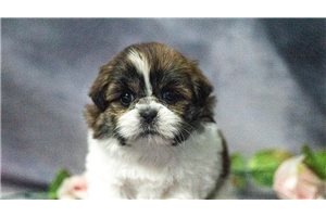 Britton - puppy for sale
