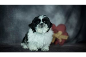 Rini - Shih Tzu for sale