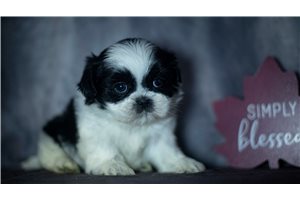 Bailey - Shih Tzu for sale