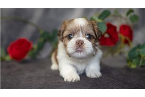 Promise - Shih Tzu for sale
