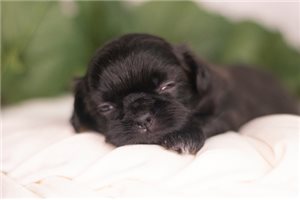Sabby - Shih Tzu for sale