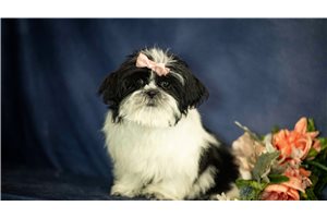 Rini - Shih Tzu for sale
