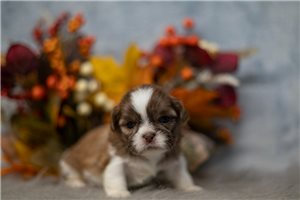 Clemson - Shih Tzu for sale
