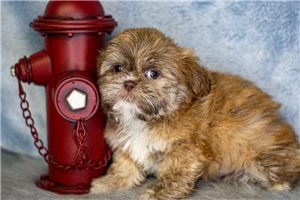 Chan - Shih Tzu for sale