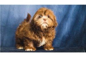 Milo - puppy for sale