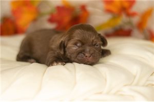 Stewart - Shih Tzu for sale