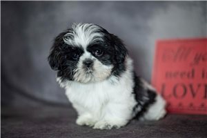 Ryan - puppy for sale