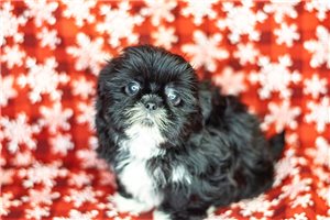 Canton - Shih Tzu for sale