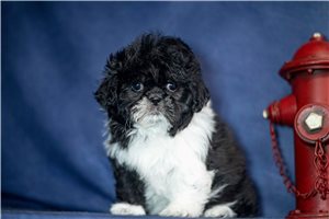 Rhodes - Shih Tzu for sale