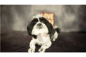 Rumi - Shih Tzu for sale
