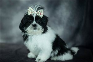 Rumi - Shih Tzu for sale