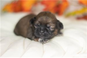 Sky - Shih Tzu for sale