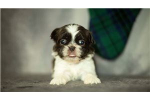 Baylor - Shih Tzu for sale