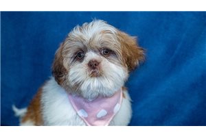 Promise - Shih Tzu for sale
