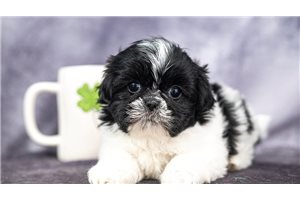 Marlow - puppy for sale