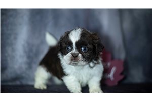 Brody - Shih Tzu for sale