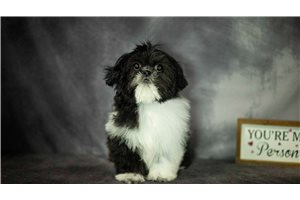 Rhodes - Shih Tzu for sale