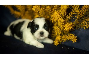 Bailey - puppy for sale