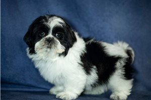 Rini - Shih Tzu for sale
