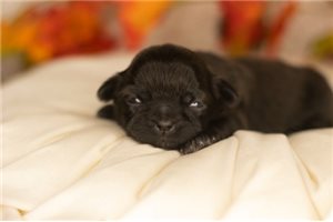Sabby - Shih Tzu for sale