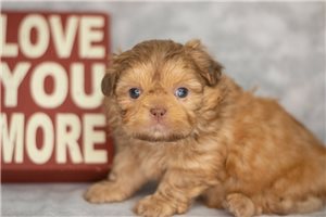 Roo - Shih Tzu for sale