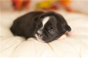 Sorenson - Shih Tzu for sale