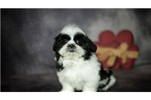 Rumi - puppy for sale