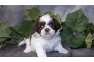 Paityn - puppy for sale