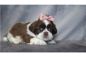 Prudence - puppy for sale
