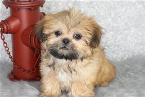 Sam - Shih Tzu for sale