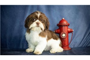 Gill - Shih Tzu for sale