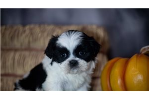 Bailey - Shih Tzu for sale