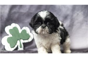 Marina - puppy for sale
