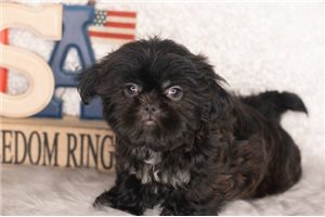 Stanley - Shih Tzu for sale