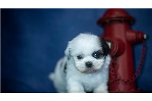 Icee - Shih Tzu for sale