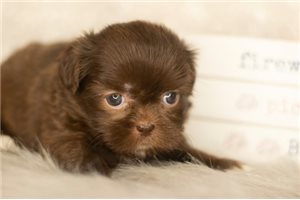 Mel - Shih Tzu for sale