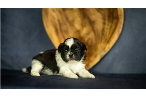 Bella - Shih Tzu for sale
